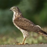 Little banded goshawk (Shikra) | Juvenile