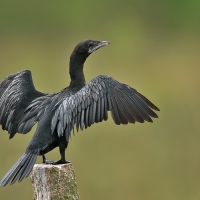 Little cormorant | 