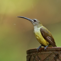 Little spiderhunter | 