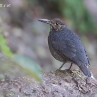 Long-billed Thrush | 