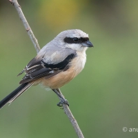Long-tailed Shrike | 