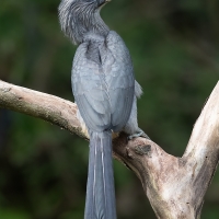 Malabar Gray Hornbill | Female