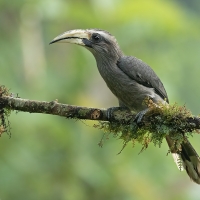 Malabar Gray Hornbill | Female