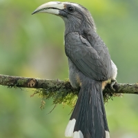 Malabar Gray Hornbill | Female