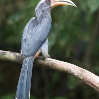 Malabar Gray Hornbill | Male
