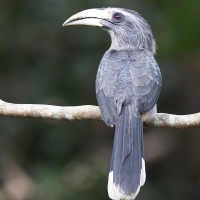 Malabar Gray Hornbill | Female