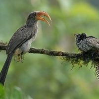 Malabar Gray Hornbill and Asian Koel | 