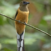 Malabar Trogon | Female