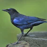 Malabar whistling trush | 