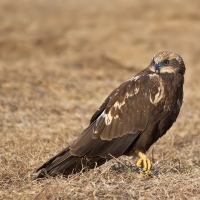 Marsh harrier | Female