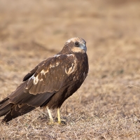 Marsh harrier | Female