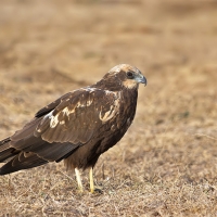 Marsh harrier | Female