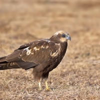 Marsh harrier | Female