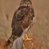 Marsh harrier | Male