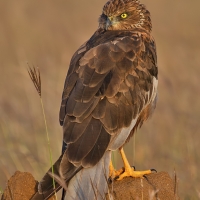 Marsh harrier | Male