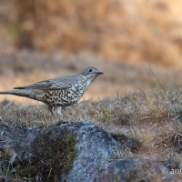 Mistle Thrush | 