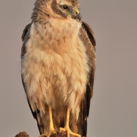 Montague's harrier | Female