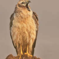 Montague's harrier | Female