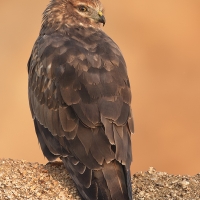 Montague's harrier | 