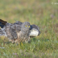 Montagu's Harrier | Male