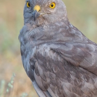Montagu's Harrier | Male