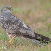 Montagu's Harrier | Male