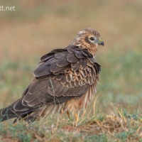 Montagu's Harrier | Female