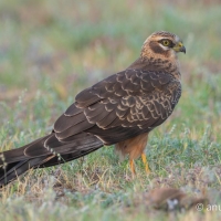 Montagu's Harrier | Immature M