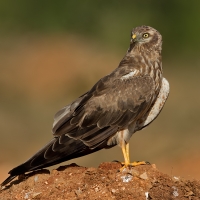 Montagu's harrier | Female