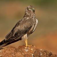 Montagu's harrier | Female