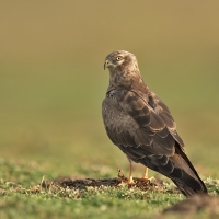 Montagu's harrier | Female