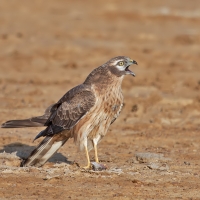 Montagu's harrier | Female
