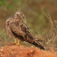 Montagu's harrier | Female