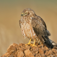 Montagu's harrier | Female