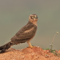 Montagu's harrier | Juvenile m