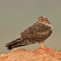 Montagu's harrier | Juvenile m