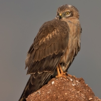 Montagu's harrier | Juvenile m