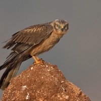 Montagu's harrier | Juvenile m