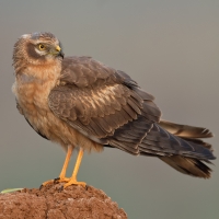 Montagu's harrier | Juvenile m