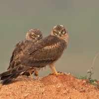Montagu's harrier | Juvenile m