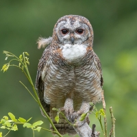 Mottled Wood Owl | 