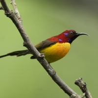 Mrs. Gould's Sunbird | 