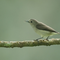 Nilgiri FLowerpecker | 