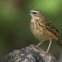 Nilgiri Pipit | 