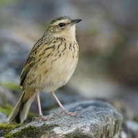Nilgiri Pipit | 