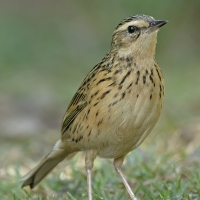 Nilgiri Pipit | 