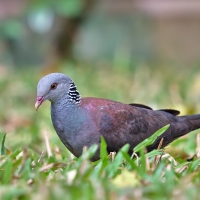 Nilgiri woodpigeon | 