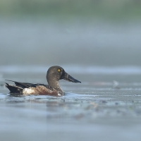 Northern Shoveler | Female