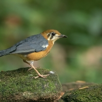 Orange-headed Thrush | 