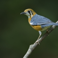 Orange-headed thrush | 